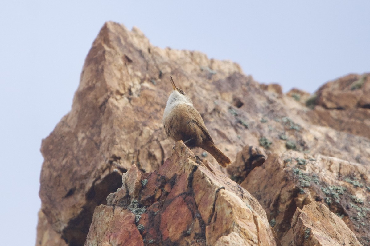 Canyon Wren - ML644234735