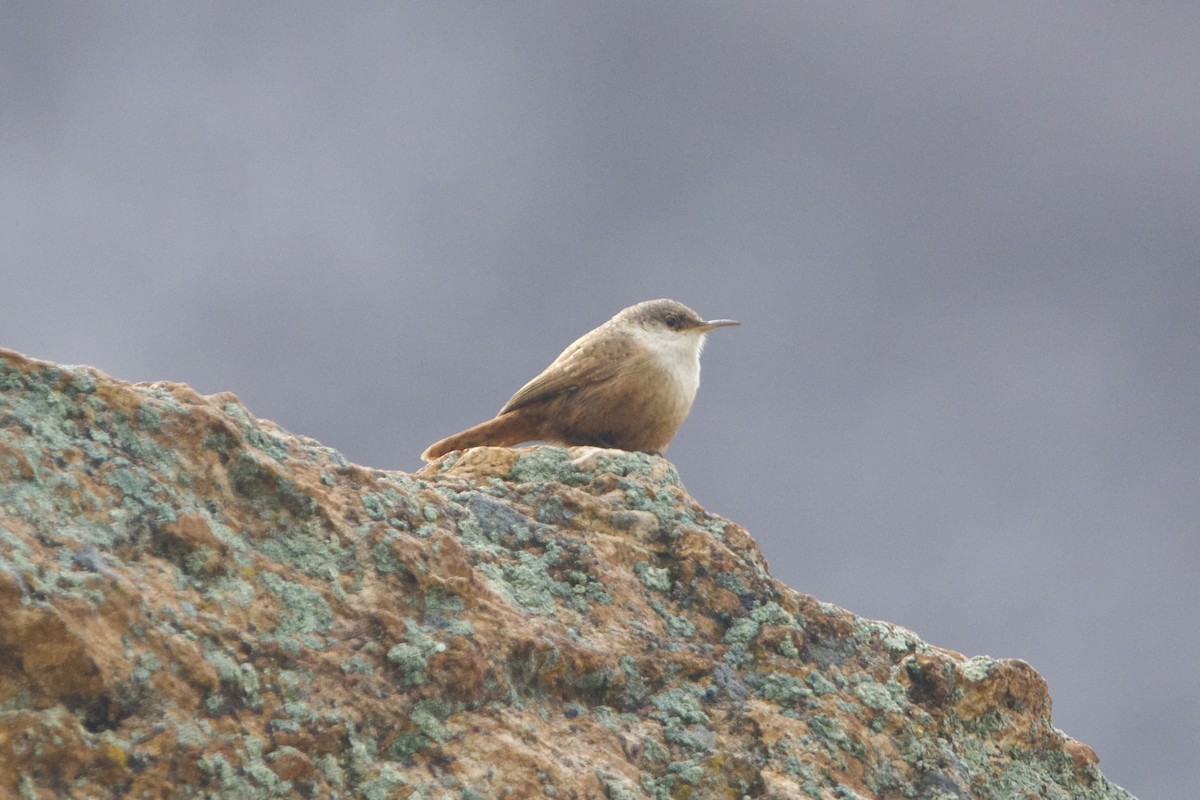 Canyon Wren - ML644234736