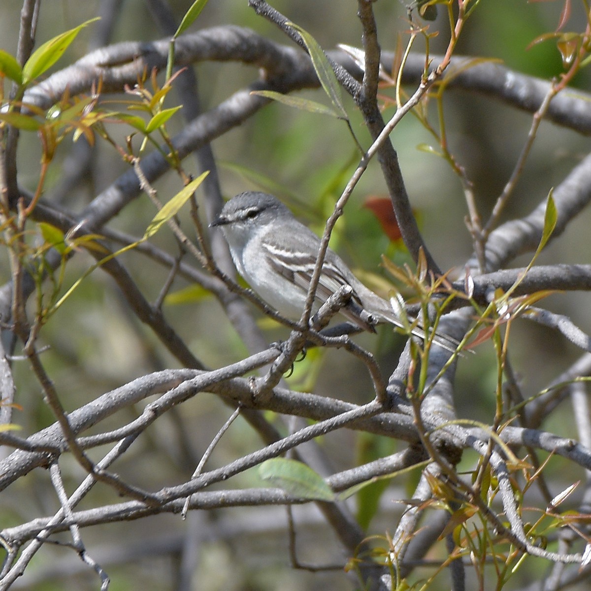Suiriri Flycatcher - ML644234738