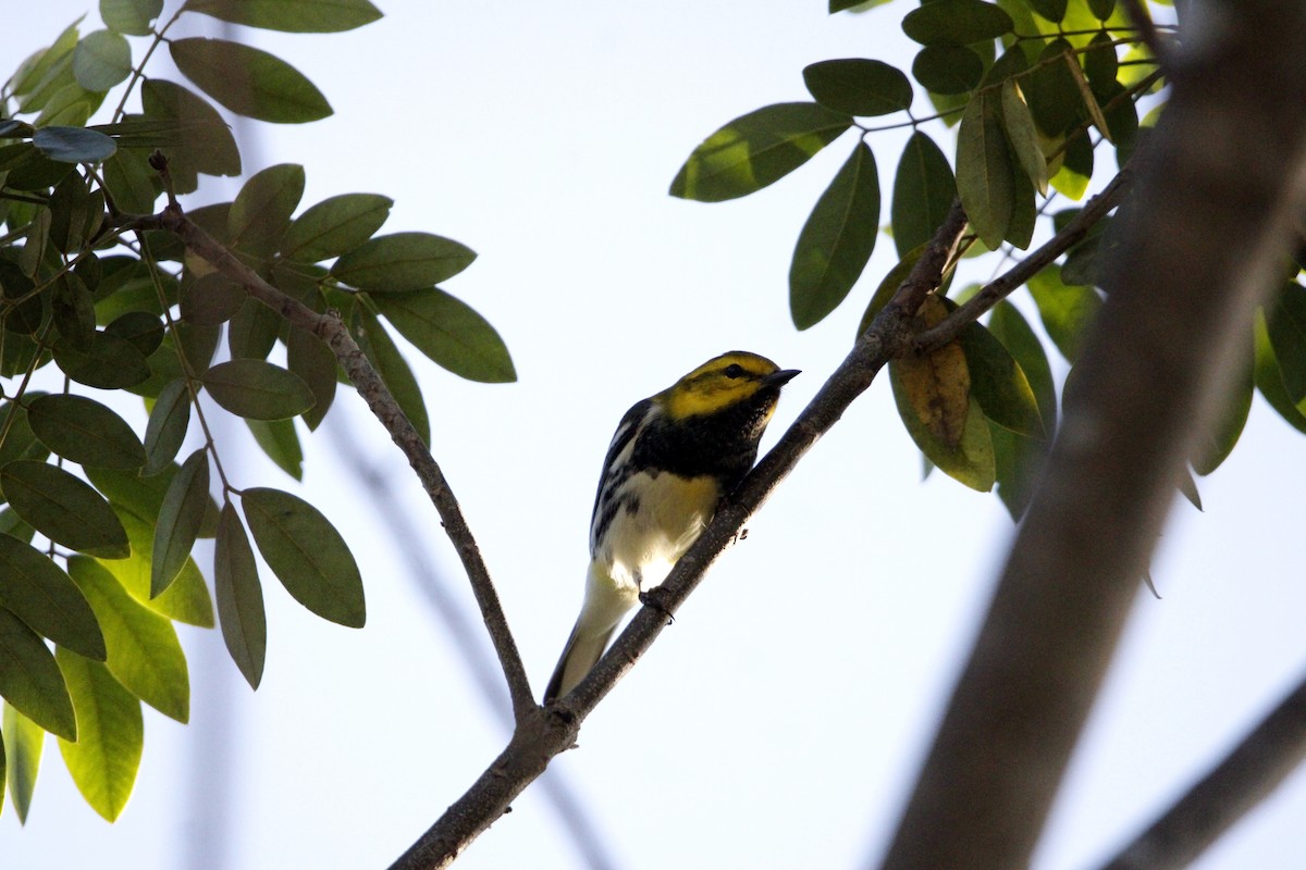Black-throated Green Warbler - ML644234745