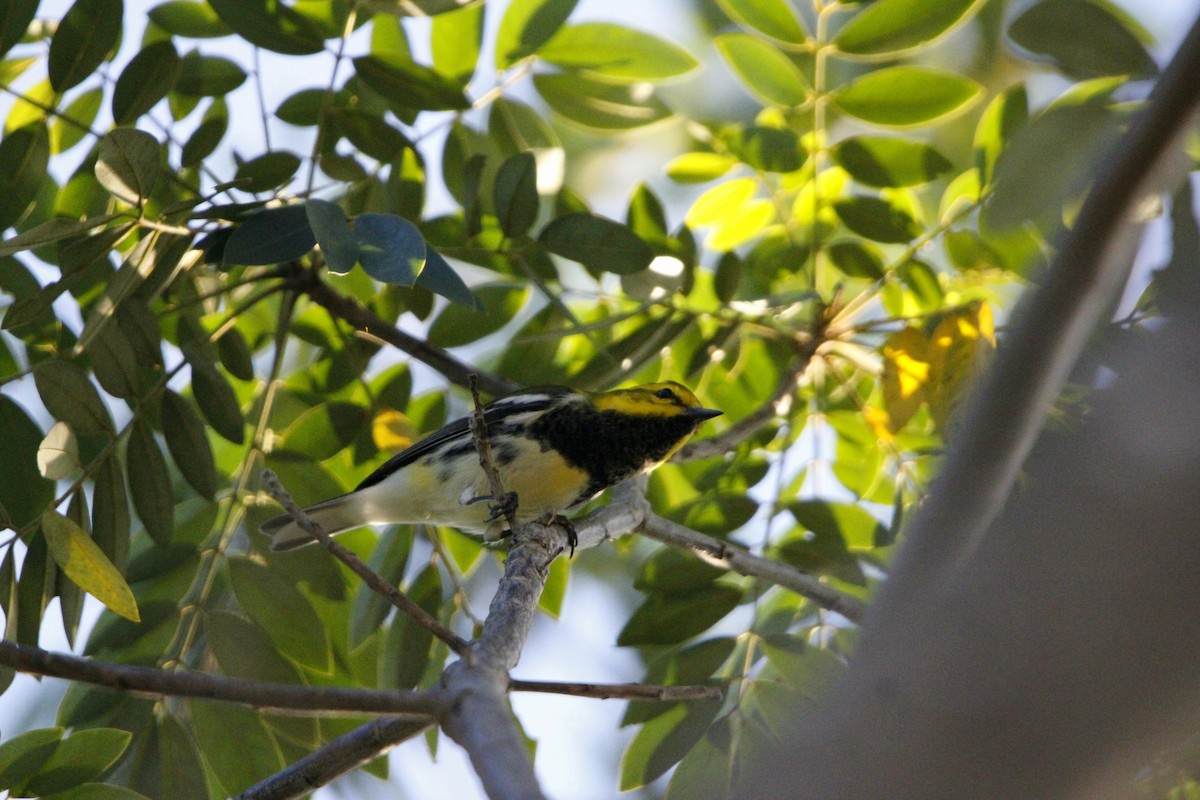 Black-throated Green Warbler - ML644234746