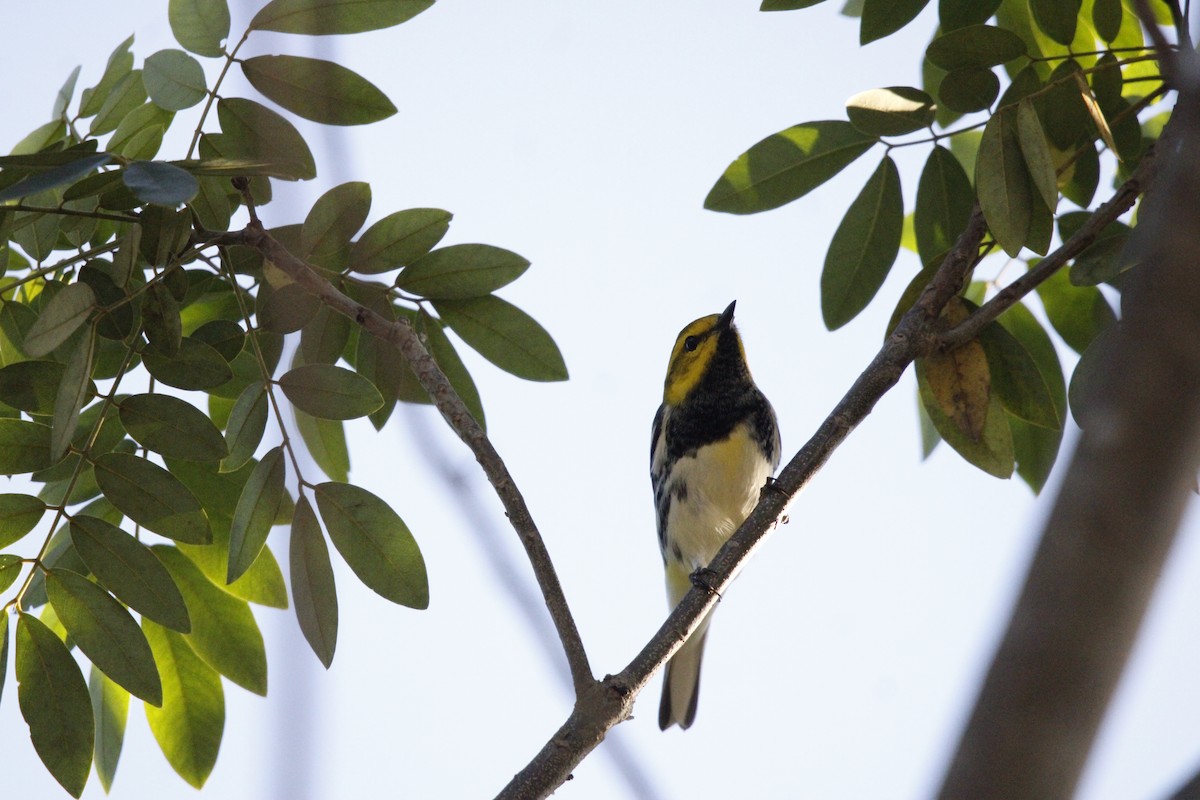 Black-throated Green Warbler - ML644234747