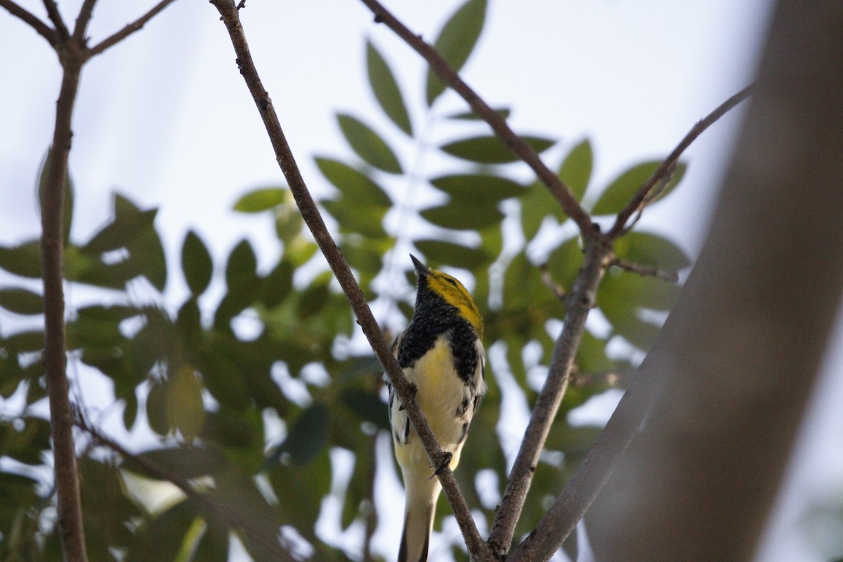 Black-throated Green Warbler - ML644234748