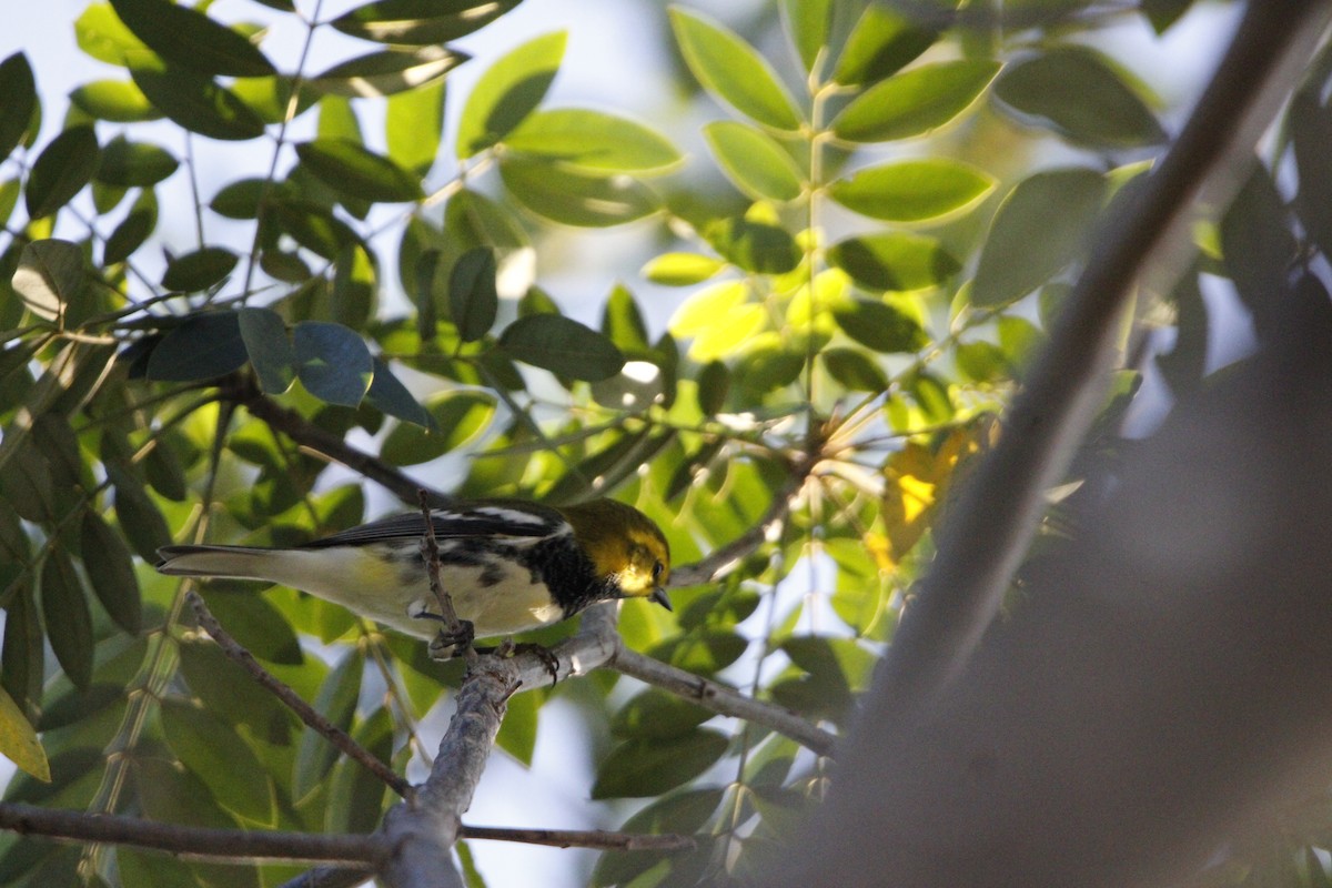 Black-throated Green Warbler - ML644234749