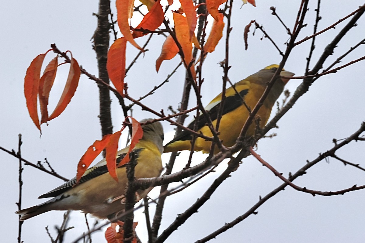 Evening Grosbeak - ML644234753