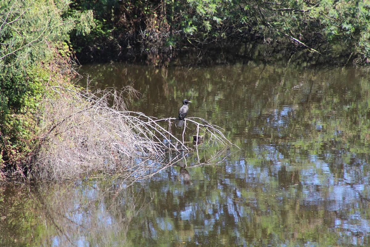 kormorán neotropický - ML644234794