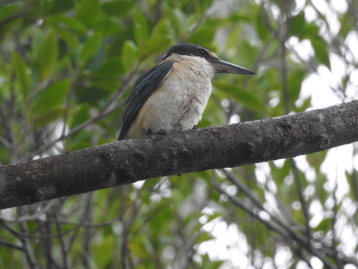 ヒジリショウビン - ML644234796