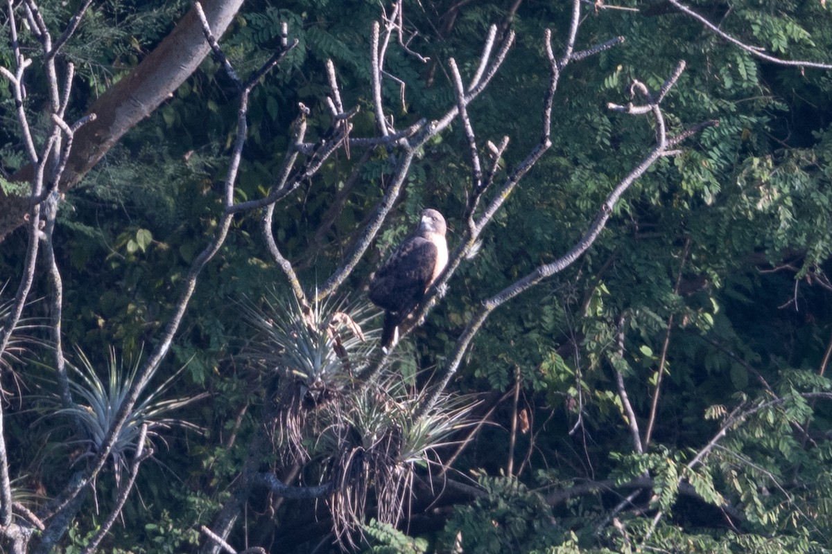 Red-tailed Hawk - ML644234797
