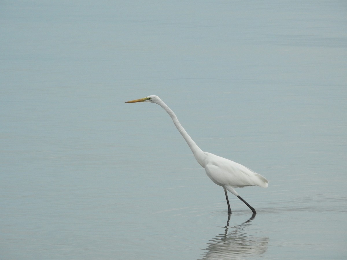 ダイサギ - ML644234811