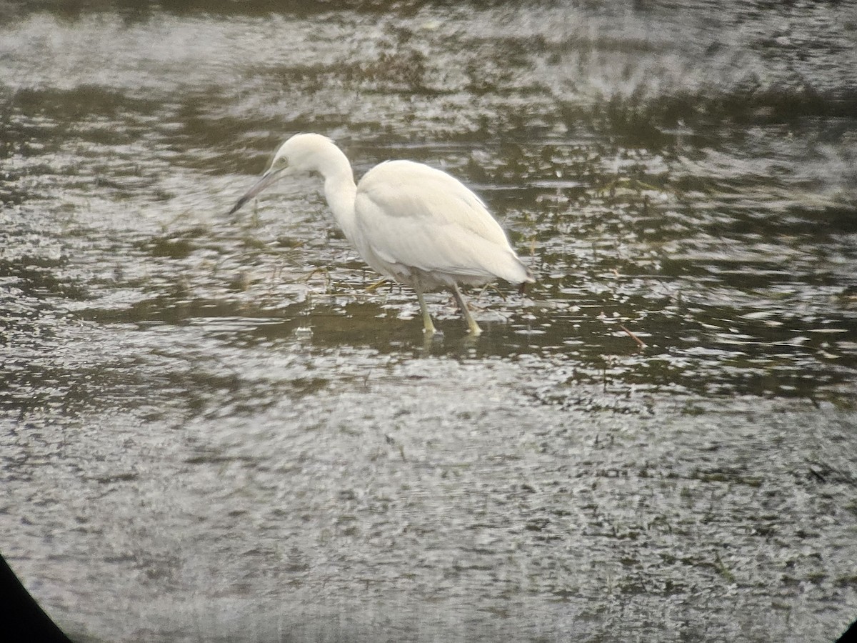 Little Blue Heron - ML644234816