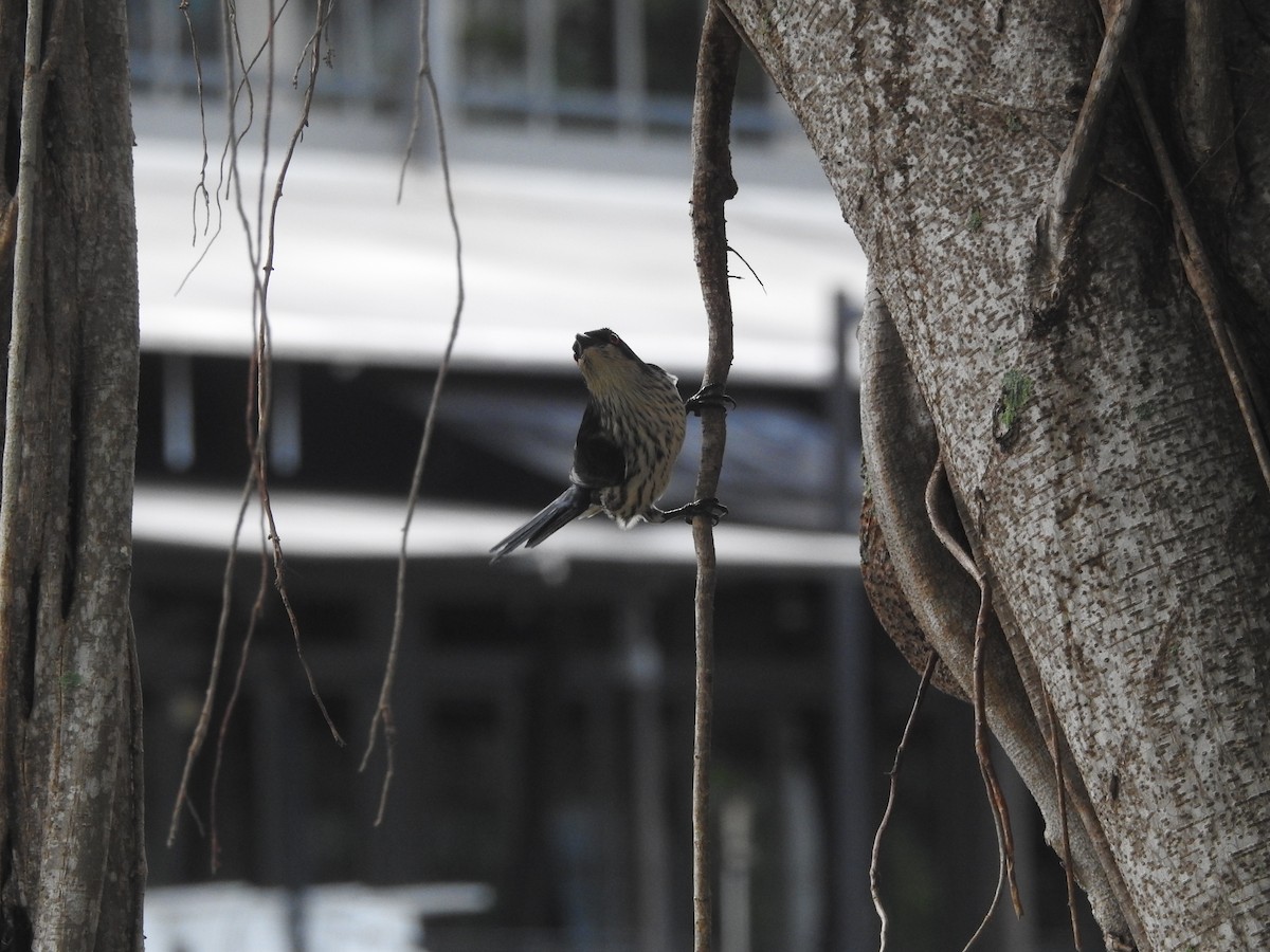 オナガテリカラスモドキ - ML644234825