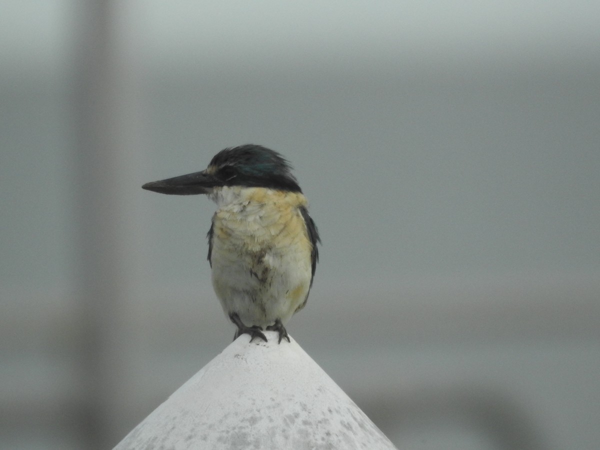 ヒジリショウビン - ML644234830