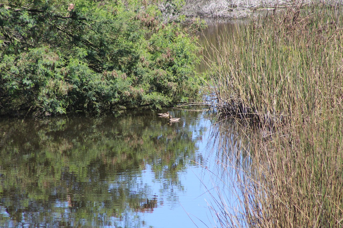 čírka kropenatá - ML644234831