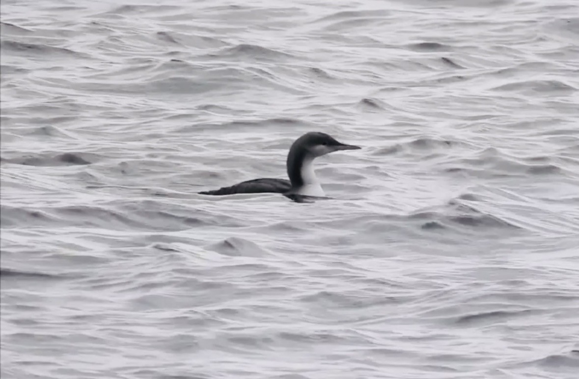 Pacific Loon - ML644234836