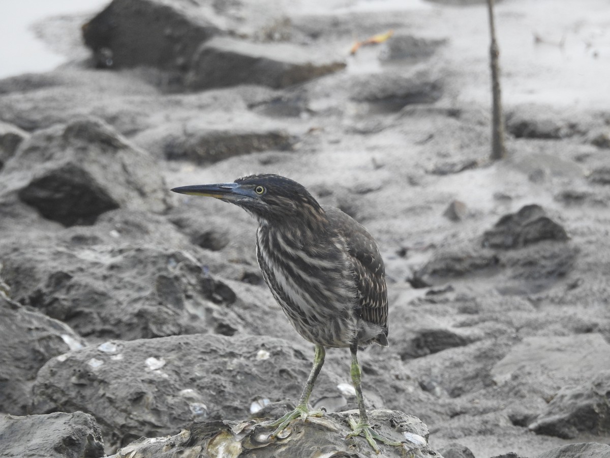 ササゴイ - ML644234843