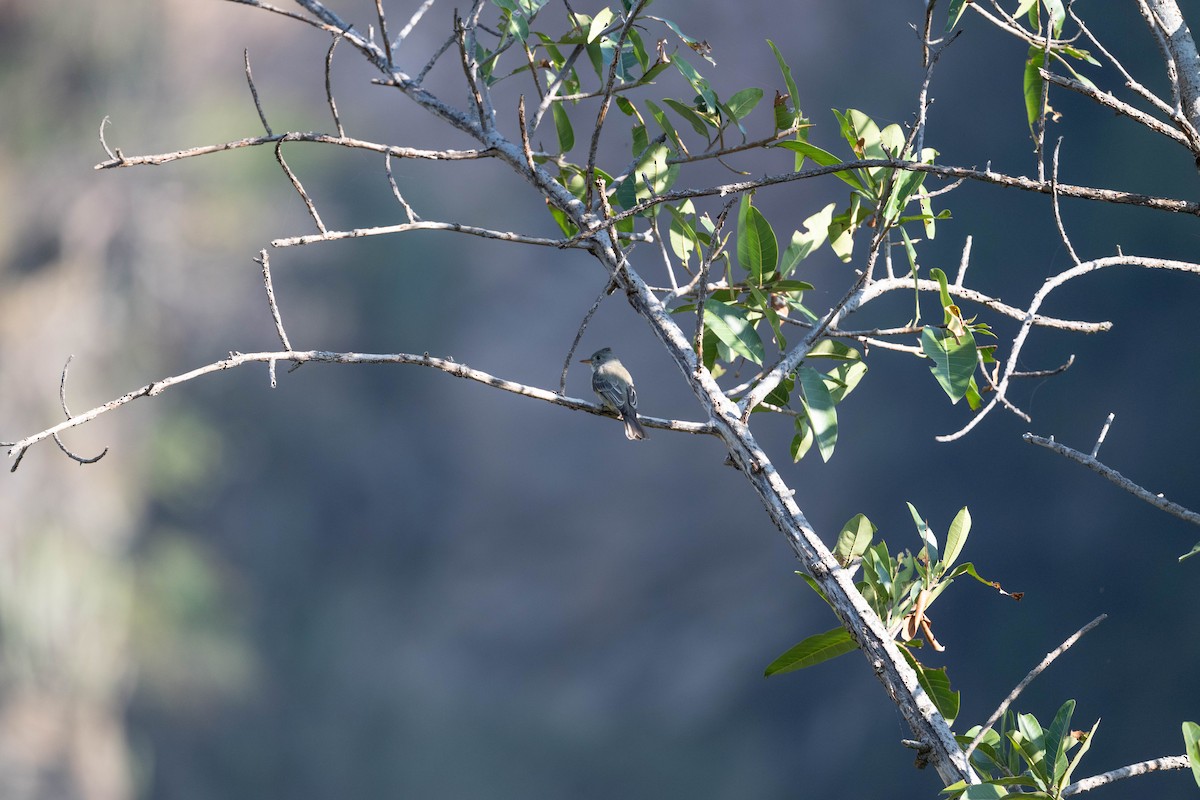 Greater Pewee - ML644234871