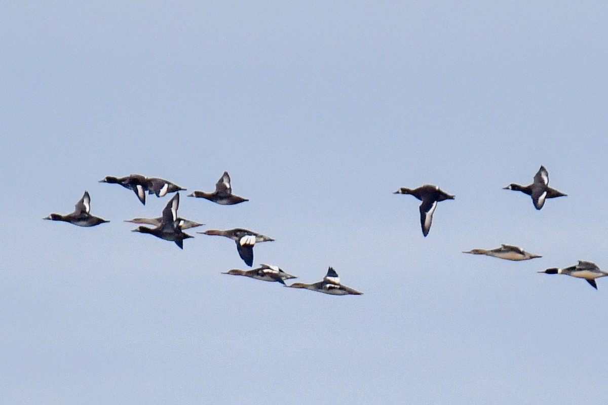 Морская чернеть - ML644234872