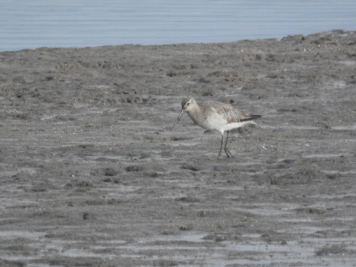 オオソリハシシギ - ML644234877