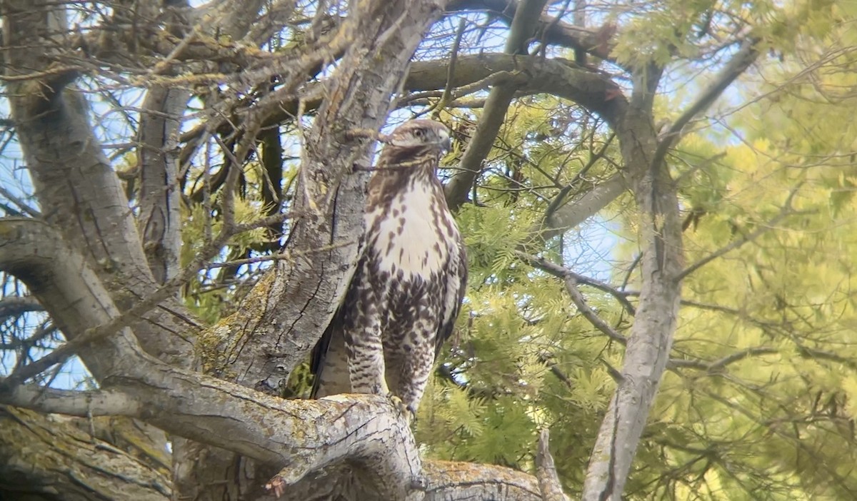 Red-tailed Hawk - ML644234904