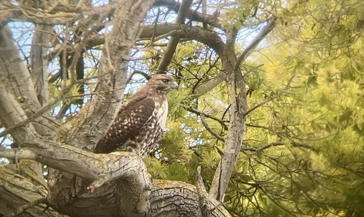 Red-tailed Hawk - ML644234907