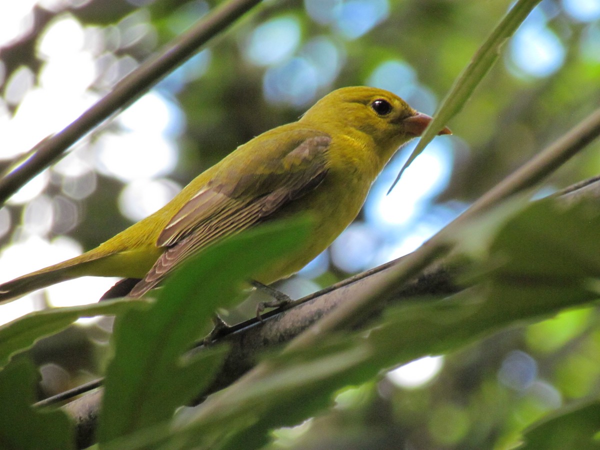 Scarlet Tanager - ML644234914