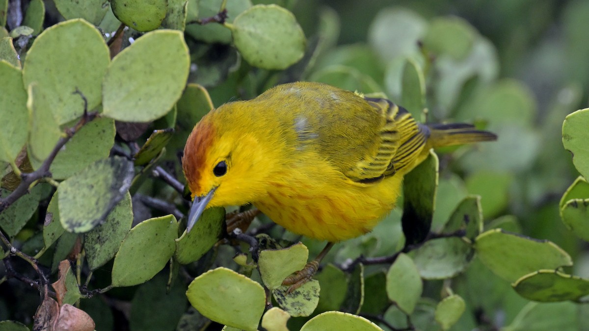 Northern/Mangrove Yellow Warbler - ML644234920