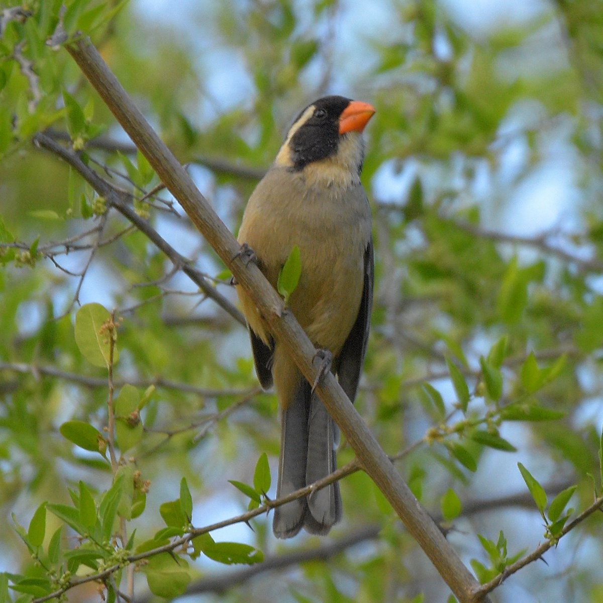 oransjenebbsaltator - ML644234935