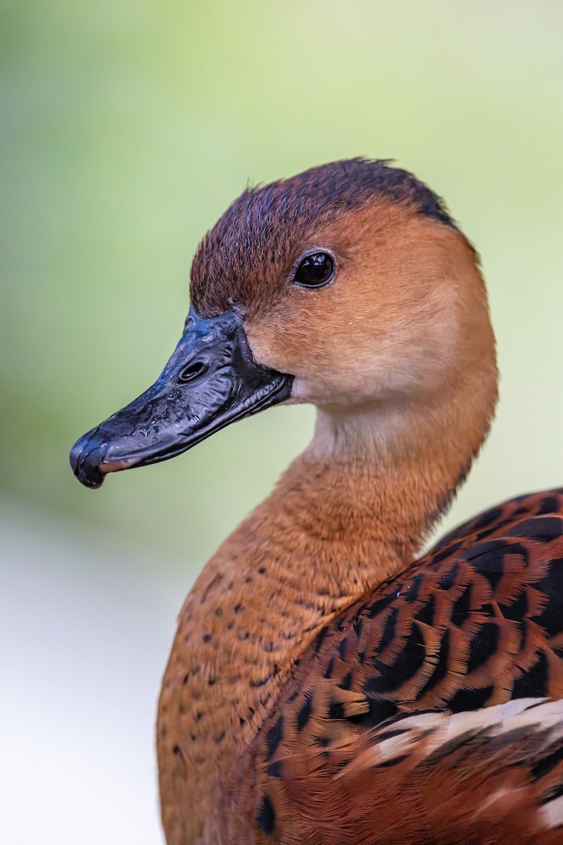 Dendrocygne à lunules - ML644234941