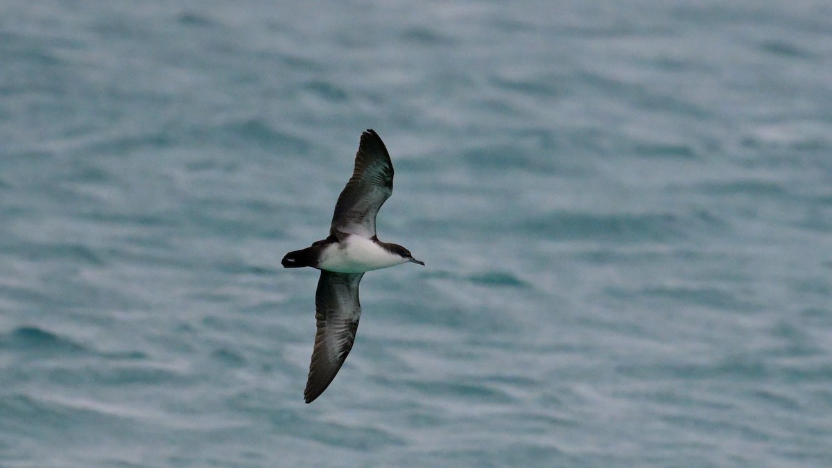 Puffin des Galapagos - ML644234954