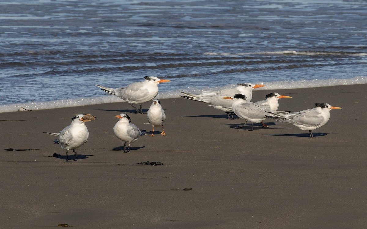 Royal Tern - ML644234965