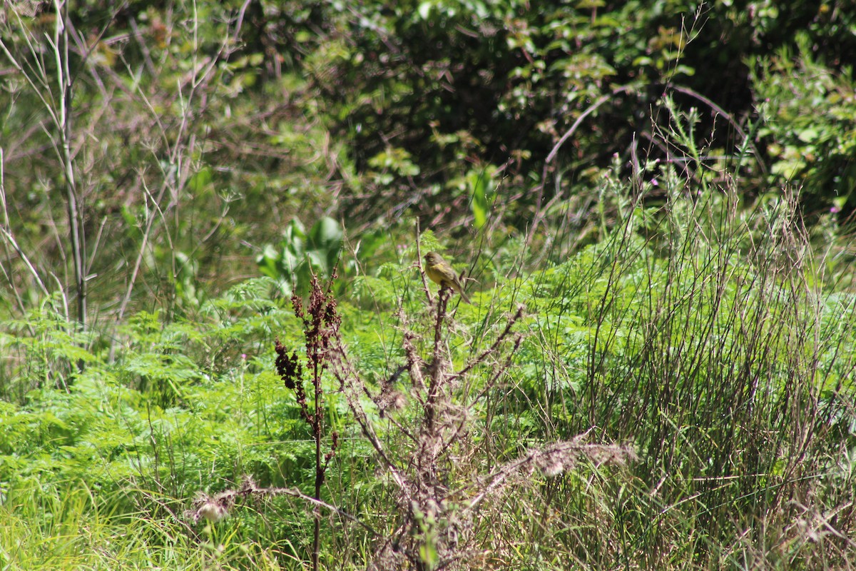 Grassland Yellow-Finch - ML644234980