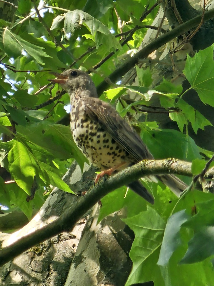 ヤドリギツグミ - ML644234984