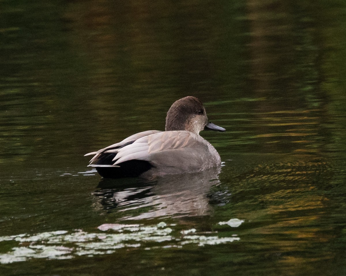 Gadwall - ML644234986
