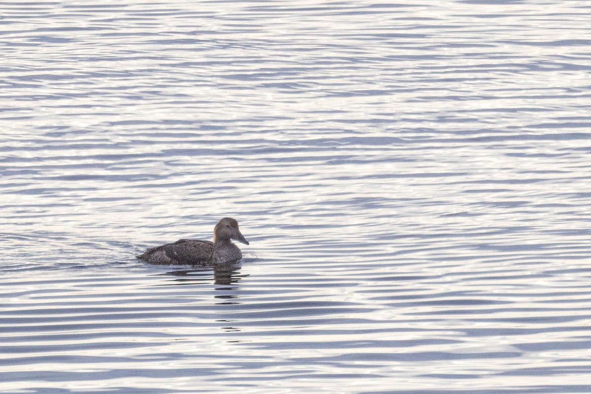 Eider à duvet - ML644234990