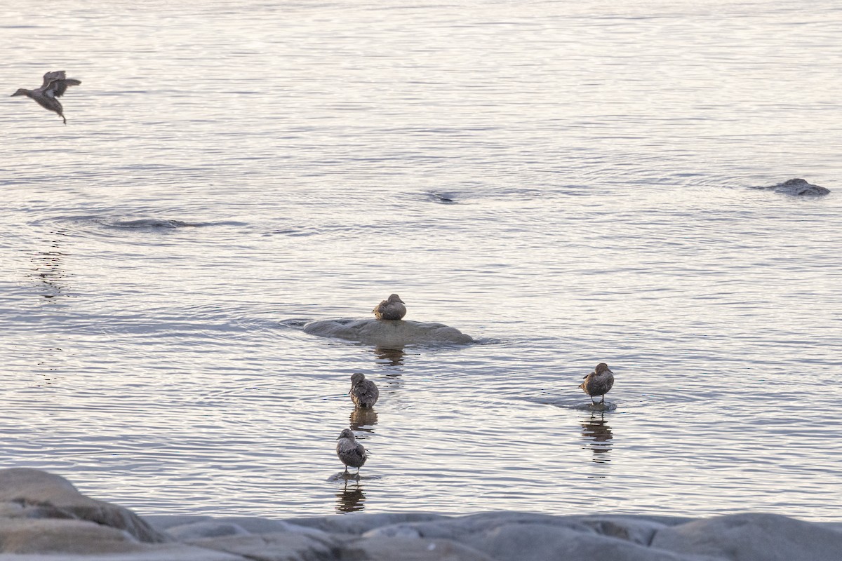 Eider à duvet - ML644234991