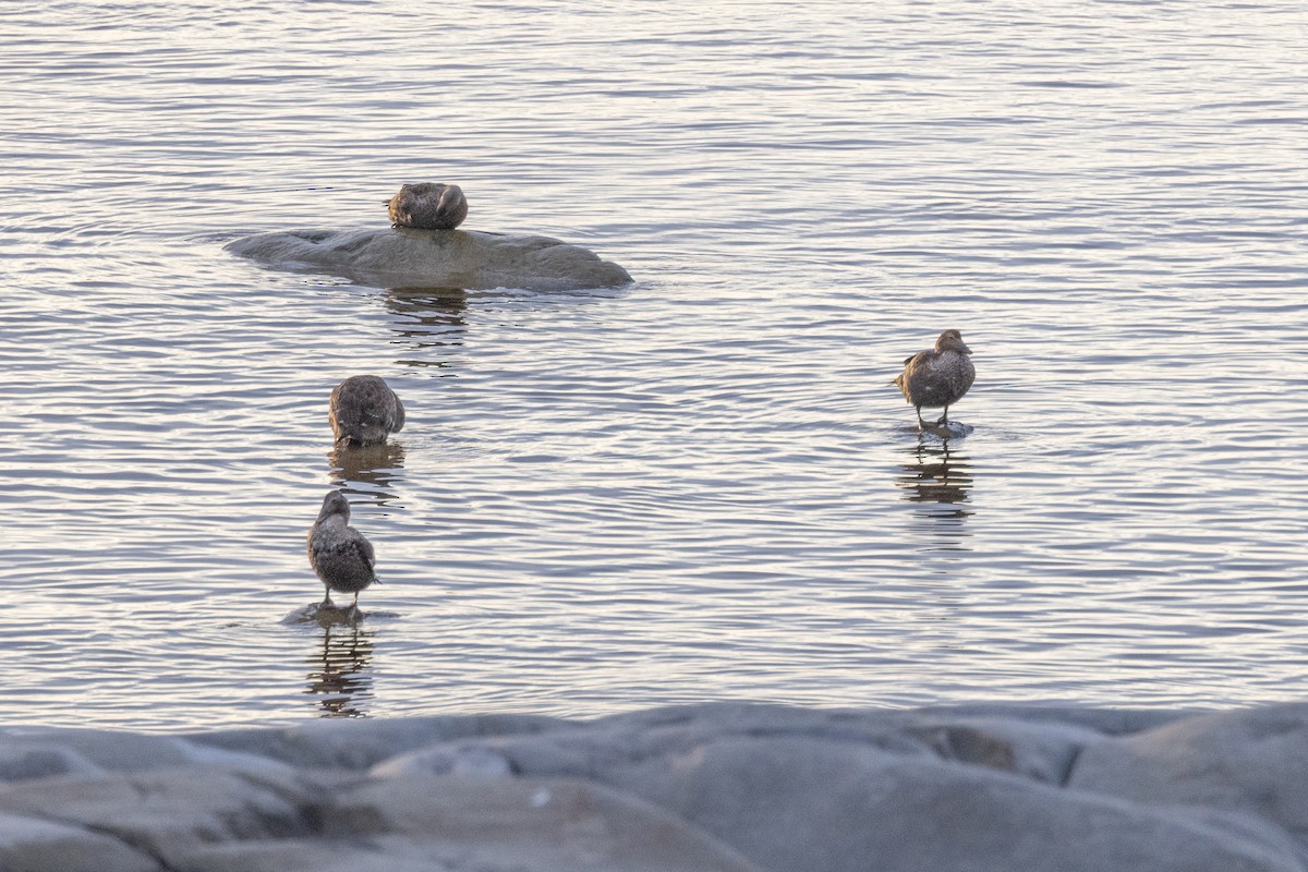 Eider à duvet - ML644234992