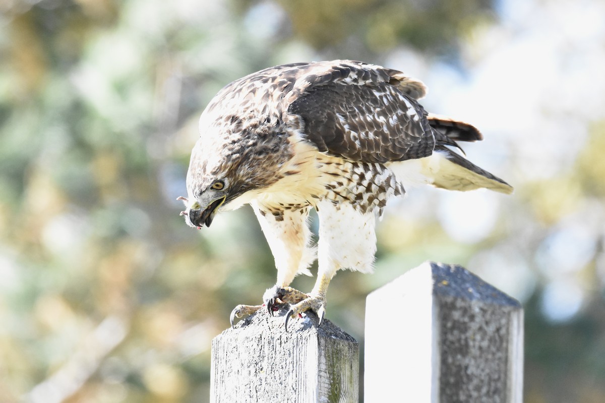 Red-tailed Hawk - ML644234994