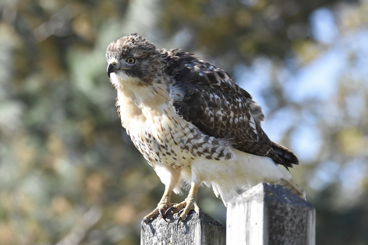 Red-tailed Hawk - ML644234995