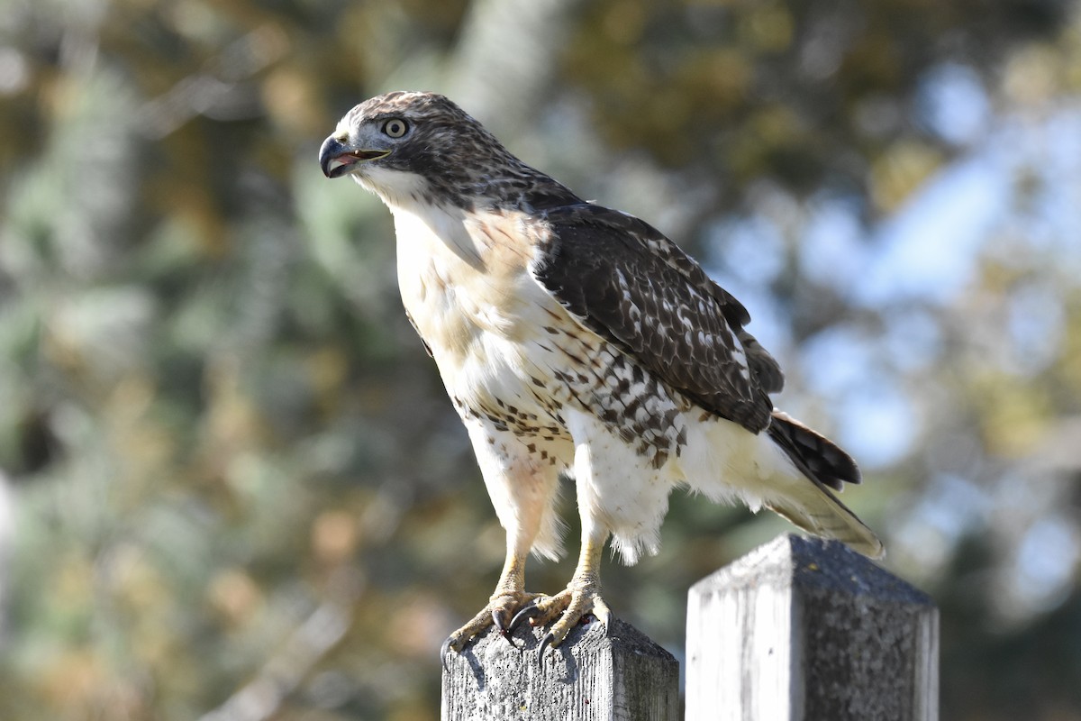 Red-tailed Hawk - ML644234996