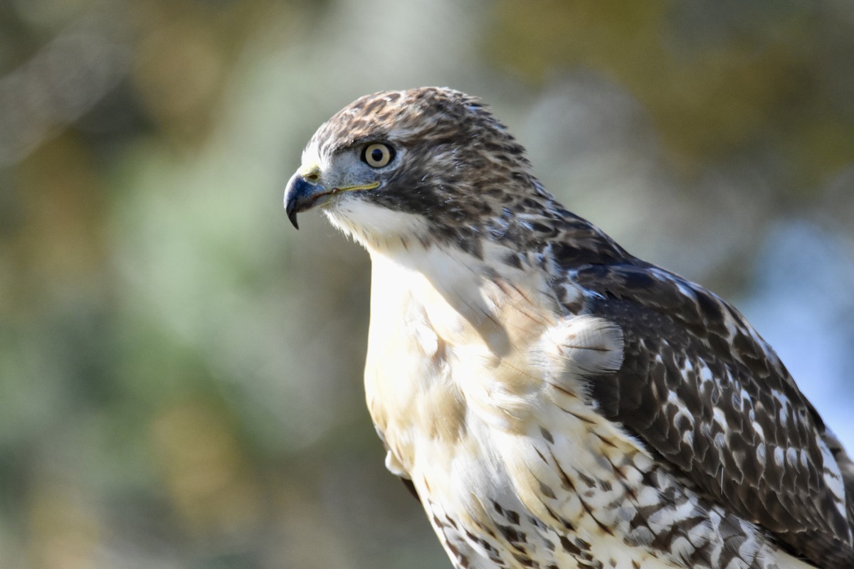 Red-tailed Hawk - ML644234997