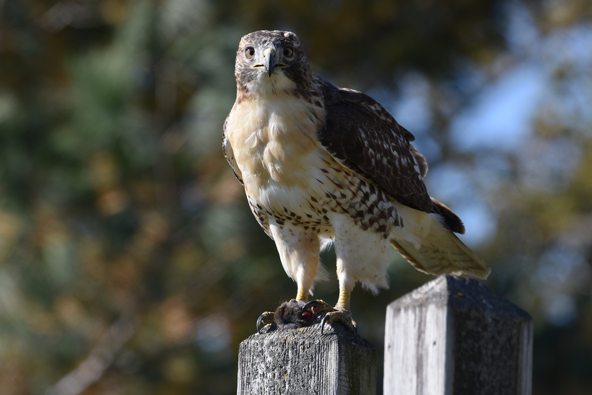 Red-tailed Hawk - ML644234998