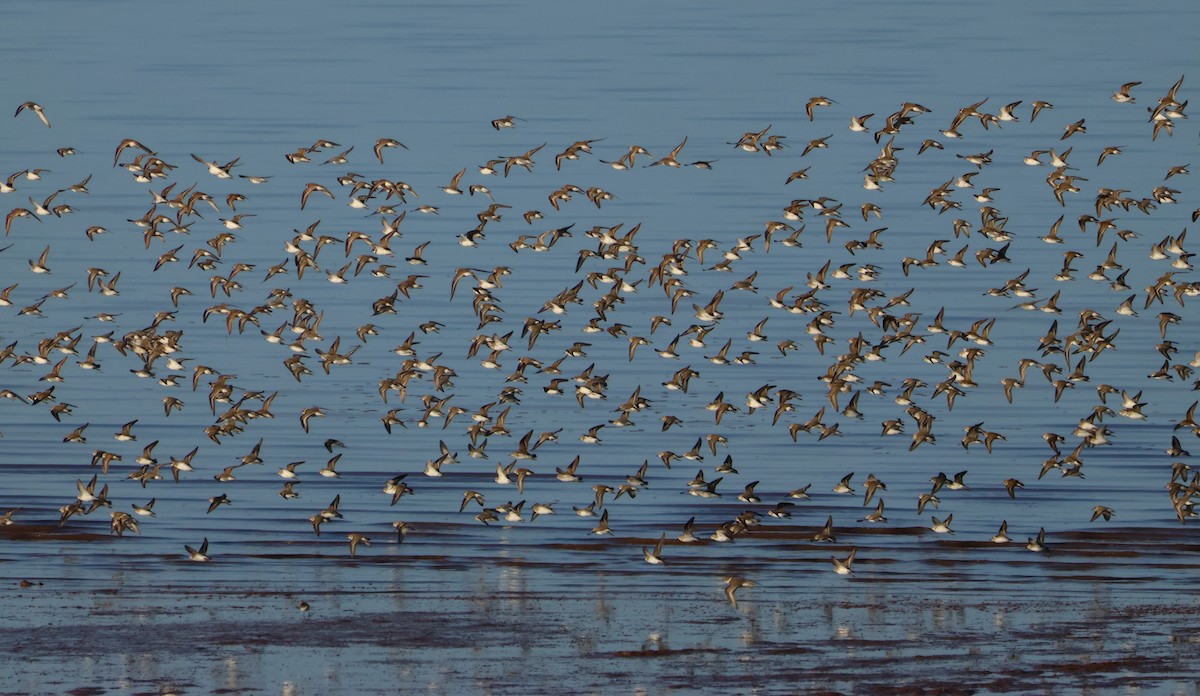 Semipalmated Sandpiper - ML644235007
