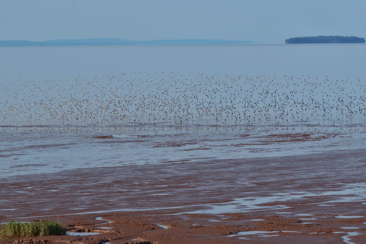 Semipalmated Sandpiper - ML644235008