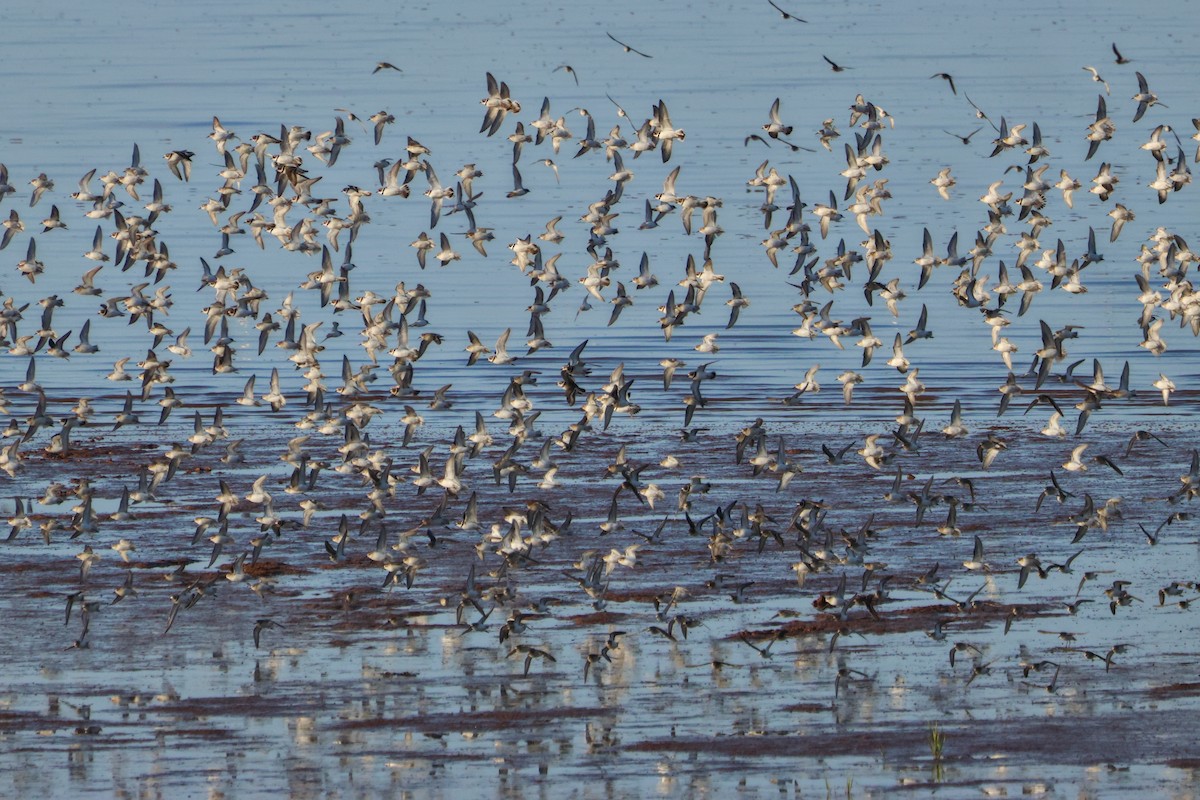 Semipalmated Sandpiper - ML644235009