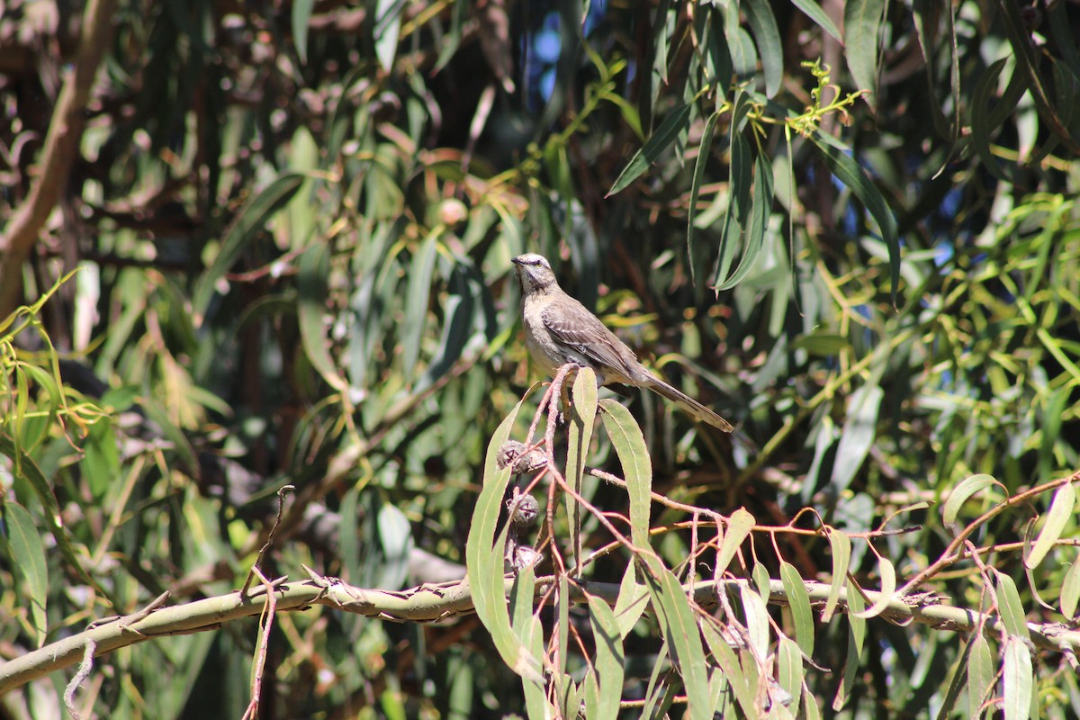 Чилийский пересмешник - ML644235010
