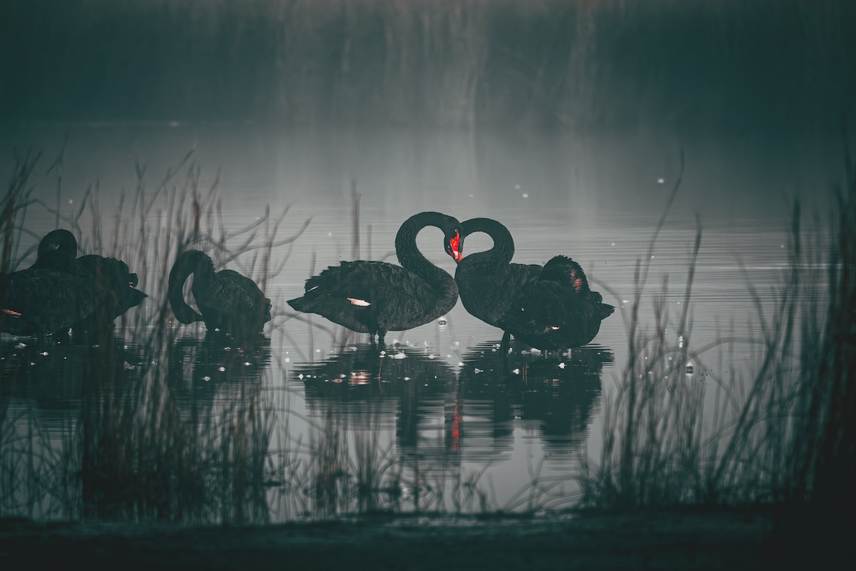 Black Swan - ML644235012