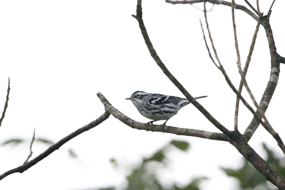 Black-and-white Warbler - ML644235031