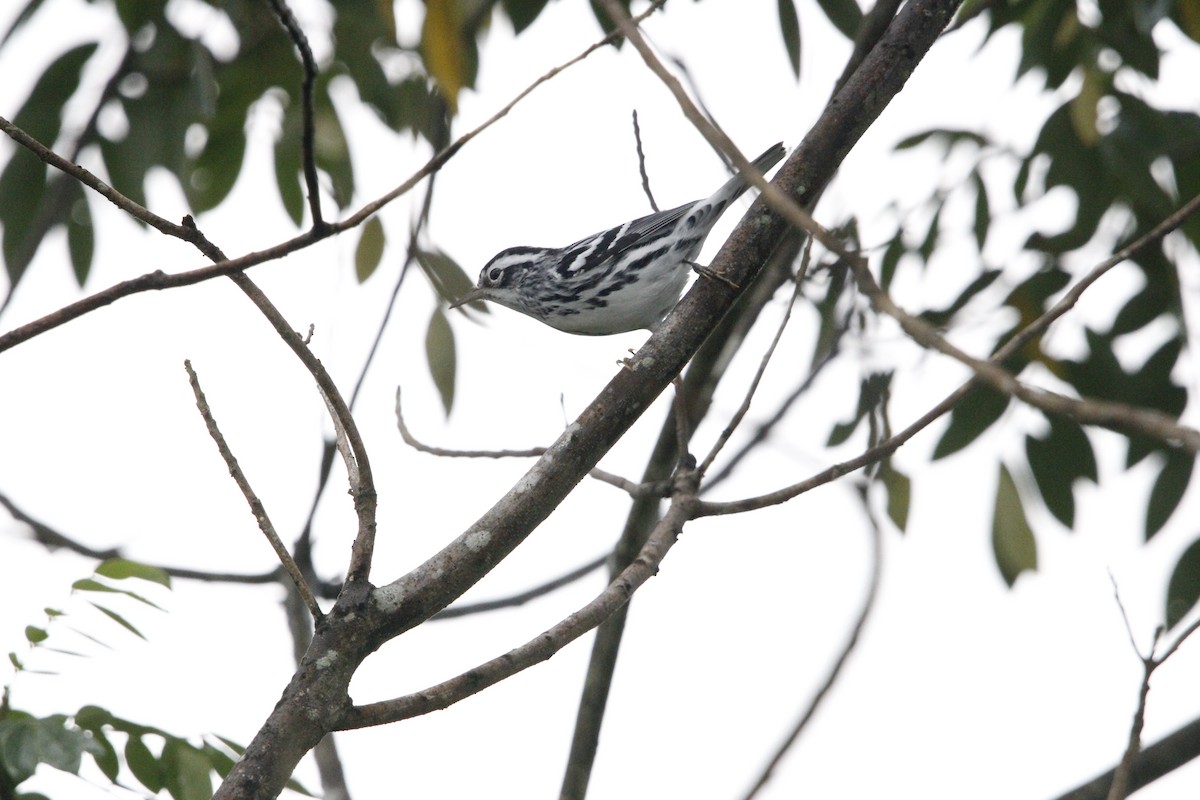 Black-and-white Warbler - ML644235032