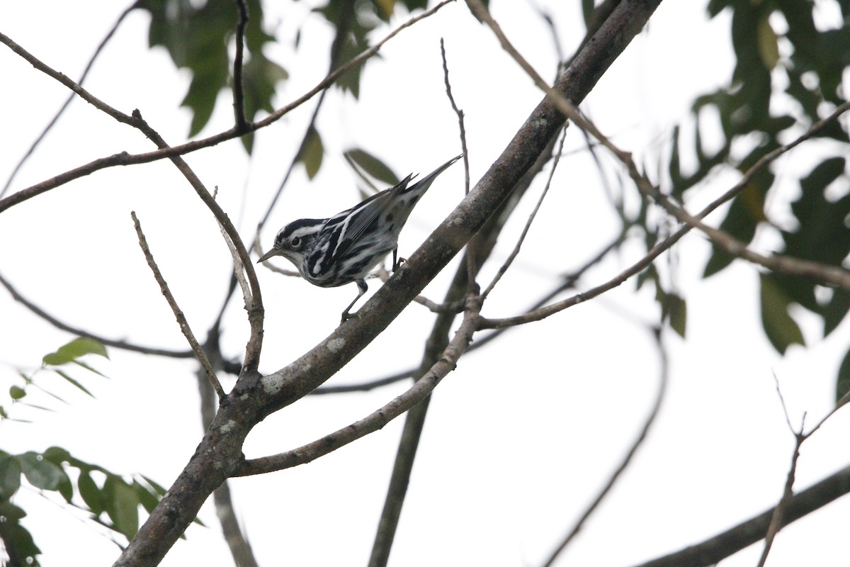 Black-and-white Warbler - ML644235033