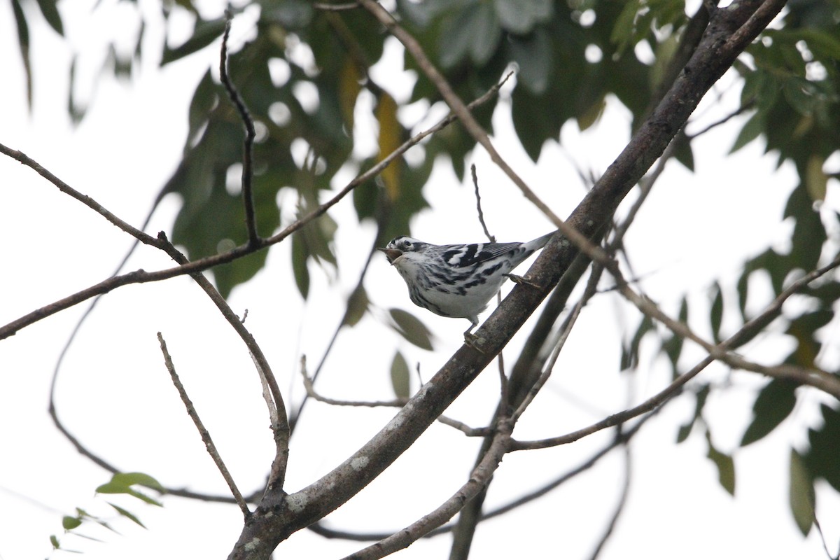 Black-and-white Warbler - ML644235034